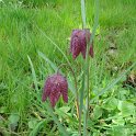 Fritillaria meleagris